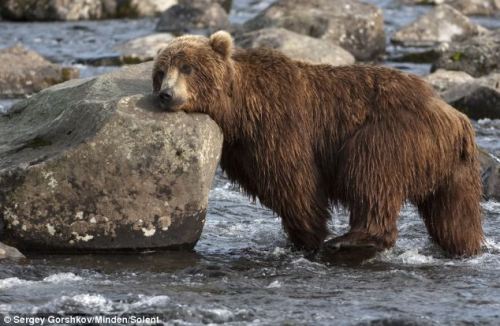 loveforallbears:  Bear exhausted by hunt for salmon supper Read more: http://www.dailymail.co.uk/news/article-2316960/Russian-Grizzly-takes-earned-rest-trying-catch-salmon-dinner.html#ixzz2RxB1JwOi 