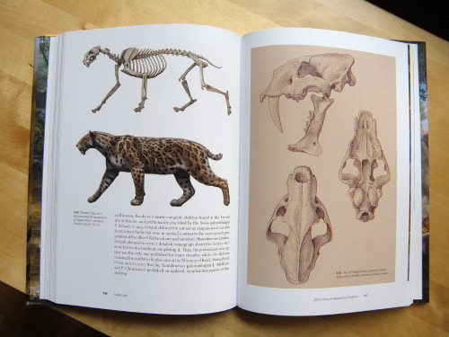 “Sabertooth (Life of the Past)”, by Mauricio Antón | AmazonShort video about
