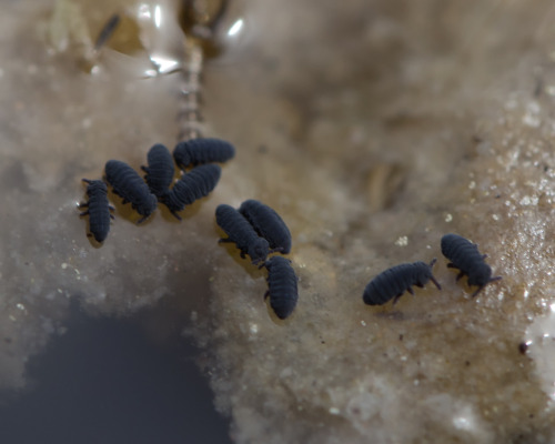 Springtails, So Tiny!