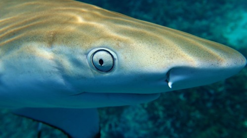 coleopterist: Blacktip Reef Shark (Carcharhinus melanopterus)Photos taken by Connor Butler - Tioman 