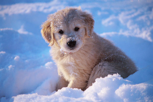 effortlessly-cute:  Pictures Of Golden Retriever Puppies That Will Brighten Your Day 