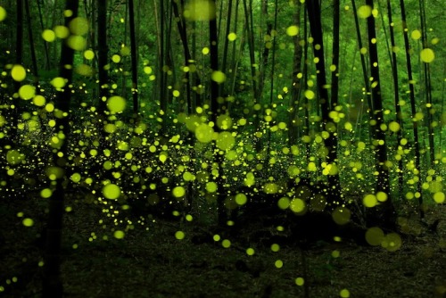 pleoros:  Yume Cyan Magical Long Exposure Photos of Fireflies in Japan.  Photographer Yume Cyan manages to take some truly spectacular shots of fireflies in the forests of Nagoya City, Japan. The photographer’s beautiful long exposure photos capture