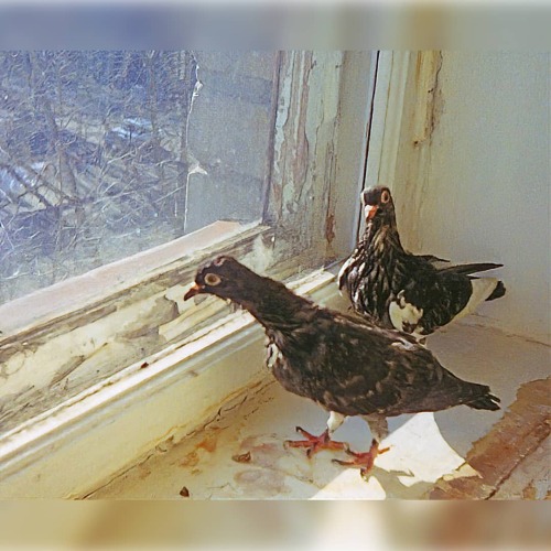 Here’s 2005 again, the last post about this two pigeons. They bathed and dried up on a windows