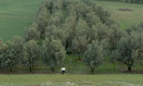 thelittlefreakazoidthatcould:Is your heart made of stone or what?Through the Olive Trees (1994) // d