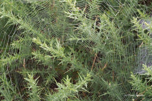 highlandfocus:Early morning cobwebs cover the gorse, heather and young conifers