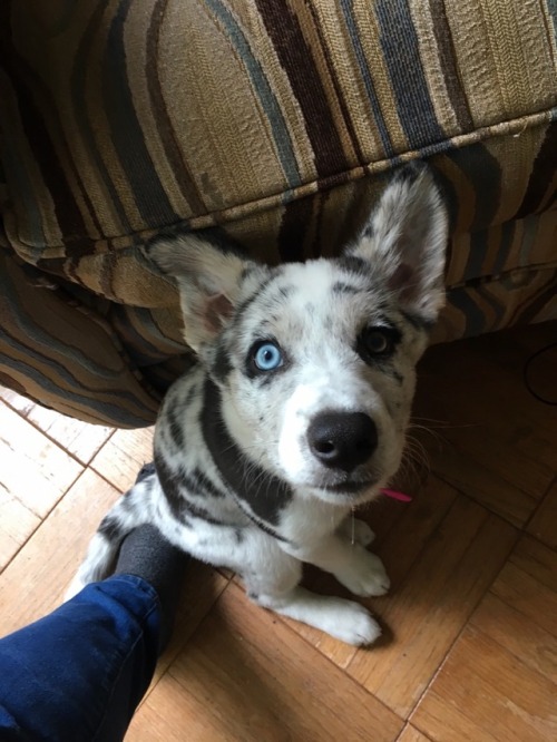 God She's Just So Pretty? Side Note: Dogblr, Can You Guys Give Me Some Puppy Training Tips? Specifically