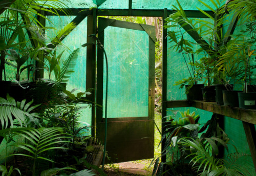 t-iki-oasis:  stormy-tropics:  stormy-tropics:  theadventurechild:   Jungle/tropical blog   ♡ ☼storm