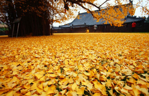 landscape-photo-graphy:  Ancient Gingko Trees adult photos