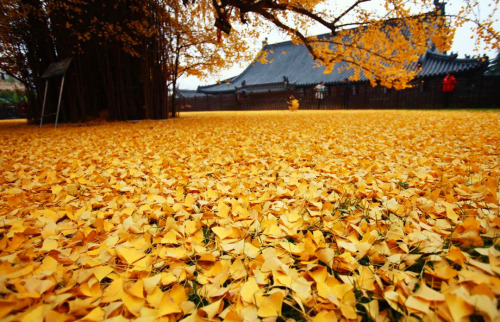 Porn Pics landscape-photo-graphy:  Ancient Gingko Trees