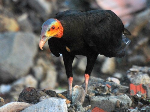 Porn photo dezzoi:  Turkey Vulture Black Vulture King