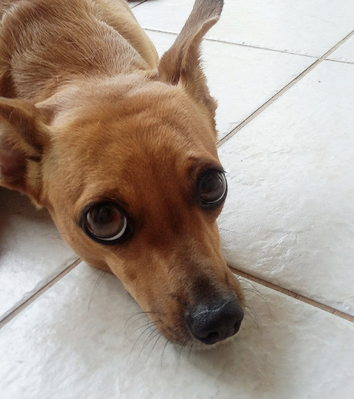 I like to use the eye enhancement feature of my camera to take funny pictures of my dog.