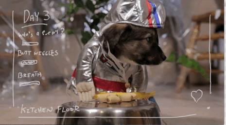 The Best Picture Oscar Nominees, but with puppies.Honorable mention for Creed, which should have bee