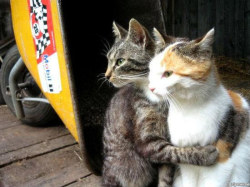 greatestview: kensingtong0re:  franklycats:  Cats. Part 2. Part 1  chipsskylark  