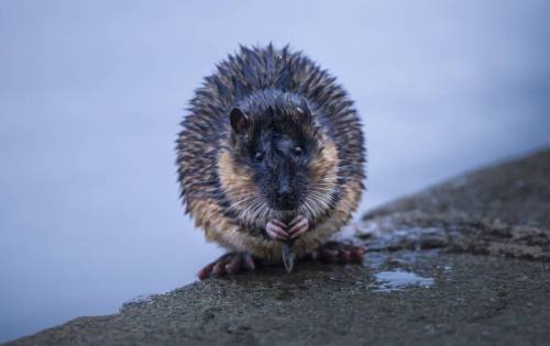 ainawgsd: The rakali, Hydromys chrysogaster, also known as the rabe or water-rat, is an Australian 