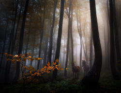 me-lapislazuli:  Autumn forest | by zone032 | http://ift.tt/1NKylLL 