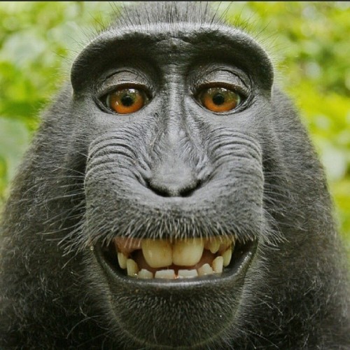 wanitariq:  The grinning monkey selfie. #Monkey #Selfie #Wikipedia #Wikimedia #Wiki #Animal #Grin #F