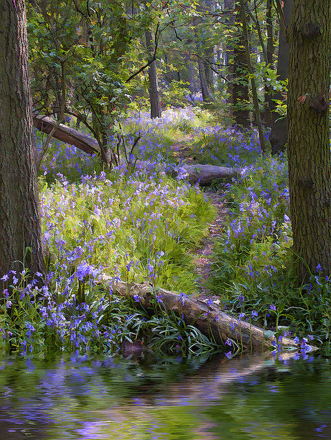 coiour-my-world:Bluebell wood by Angel Taylor .Hello friends on Flickr.