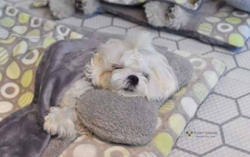 awesome-picz:  Photos Of Sleeping Pups In A Puppy Daycare Center Are Taking Over