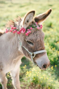 zooophagous:  ainawgsd: Donkeys with Flower