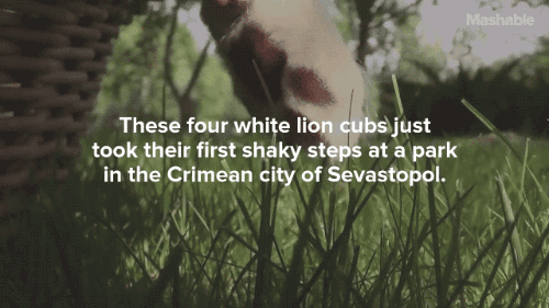 gifsboom:Sleepy Lion Cubs Cuter Than Any Kittens You’ve Seen.[video][Mashable]