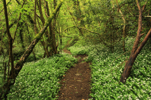 graymanphotography: wild garlic in the forest