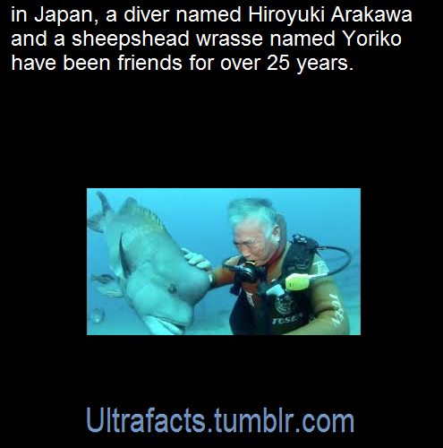 ultrafacts:   Beneath the surface of Japan’s Tateyama Bay stands a shrine called