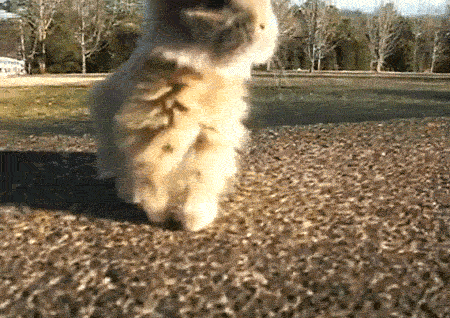 twerkforyoutube:  BUNNIES THO.              ilysm    masterdean94