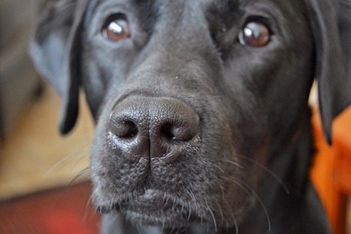 black lab