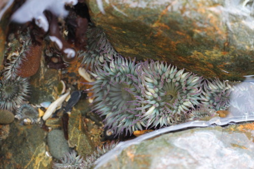 little treasures at Sea Glass Beach, Fort Bragg, CA