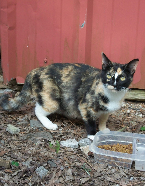 Here’s what I’ve been up to this week, haha.This sweet little momma calico cat showed up