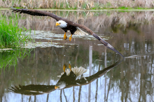 bunjywunjy: itscolossal: Bruce the Eagle Gets his 15 Minutes of Fame in a Symmetrical Glamour Shot b