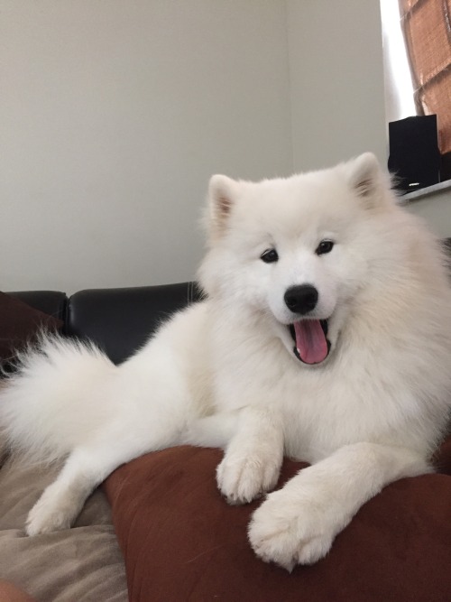 sammiethesamoyed:Sunday nap session. My favorite!