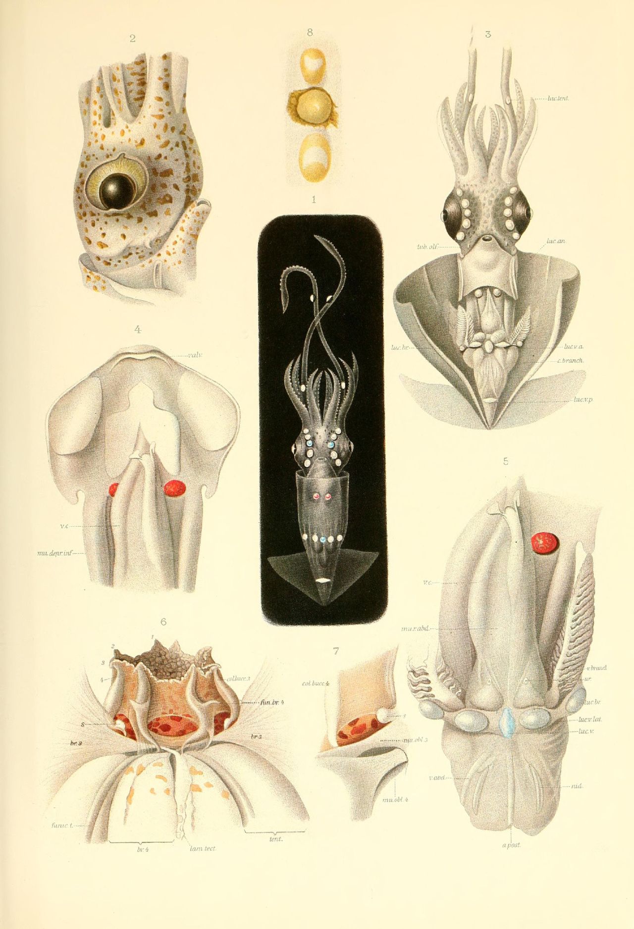 tentaclespectacle:  Cephalopod, via bibliodyssey