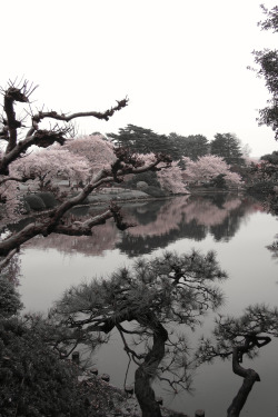 miizukizu:  IMG_2097Shinjuku Gyoen - Tokyo, Japan By : Amy Jane Gustafson 