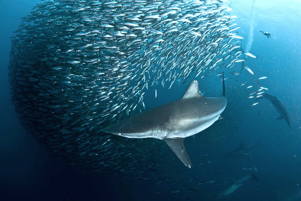 nubbsgalore:  safety in numbers. photos of sharks attacking a sardine bait ball by