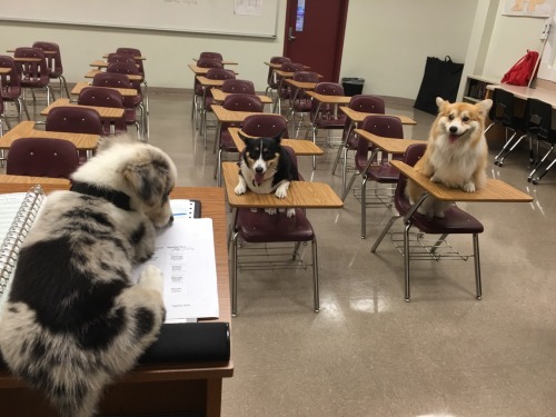 crimsonclad: twosillycorgis:  Welcome to Corg school. I will be your teacher, Professor Flufflepuff  But the sign says her name is Ms. Miller 