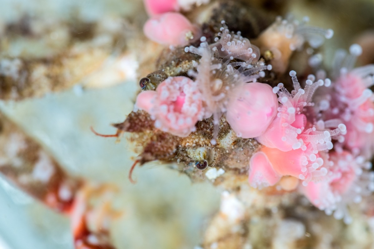 Presenting our nominee for Black Friday mascot: The decorator crab. This discerning shopper searches the rocky reef for seaweed, corals and sea anemones to wear on its shell. Stylish and good camouflage!
