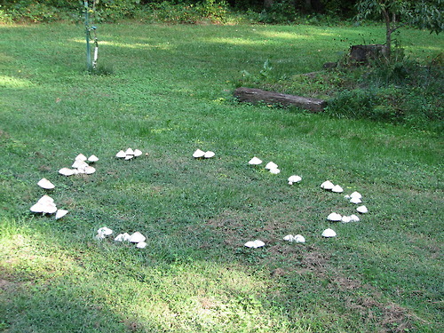 Sex oldmosswoman:  Fairy rings  occupy a prominent pictures