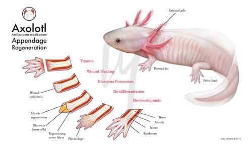 juliamooreportfolio:Axolotl appendage regeneration-Julia Moore Illustration
