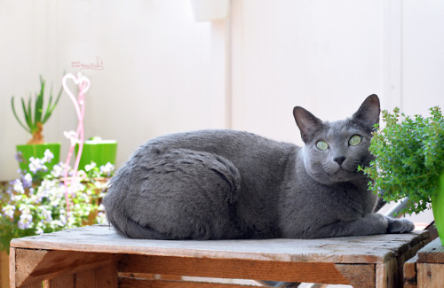 russianblue