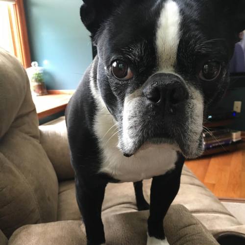 <p>Happy #nationaldogday - gimme your chicken. #sirwinstoncup #bostonterrier #bostonterriersofinstagram #flatnosedogsociety  (at Fiddlestar)</p>