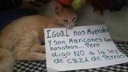 alamierdaconponerleunnombre:sweet-dreams-sad-reality:NO A LA CAZA DE PERROS!  NO A LA CASA DE PERRO!!!!!que hueon pensar que todos estos niños no saldrian a dejarles un pan a esos perros un dia de lluvia cuando tienen frio mientras estan calientitos