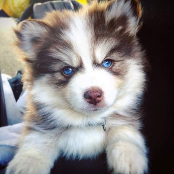 Puppies Make Me Happy
