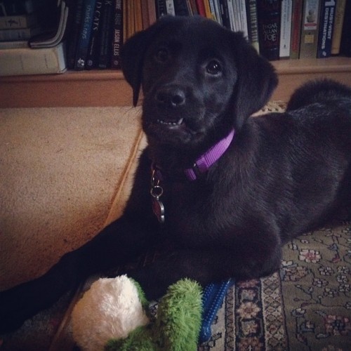 Porn This faceeee. #jasmine #puppy #blacklab #blackonblackonblack photos