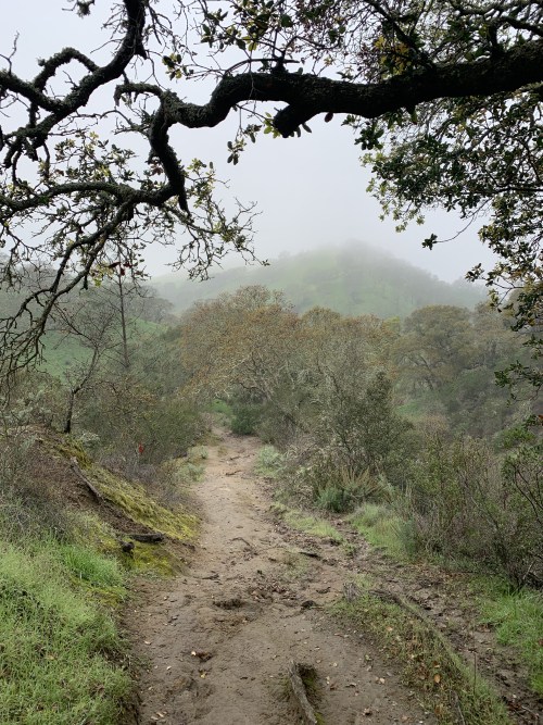 Winter hikes in the East Bay are becoming a yearly tradition for me. We recently hiked a new part of