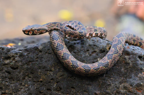 New species : Omkoi lance-headed pit viper (Protobothrops kelomohy), Thailand. 