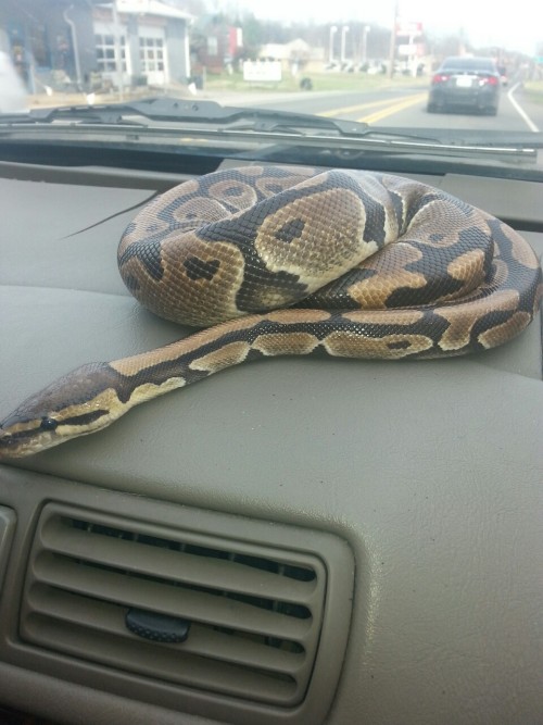 My girl is the one on the scale. my male is on the dash he went to the pet store to buy him a new un