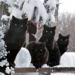 happyheidi:Snow cats ⛄️(via) adult photos