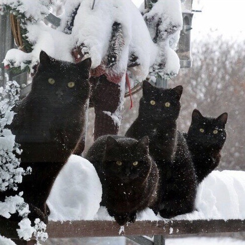 Porn photo happyheidi:Snow cats ⛄️(via)