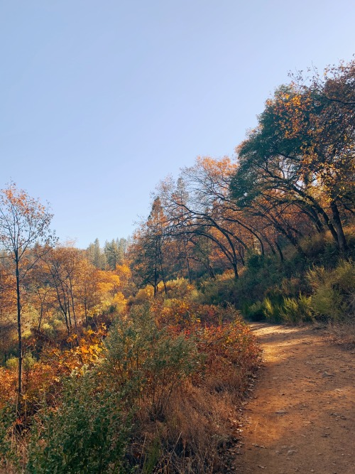 Autumn in gold country is full of gorgeous gold color in the trees. The end of the season was coming